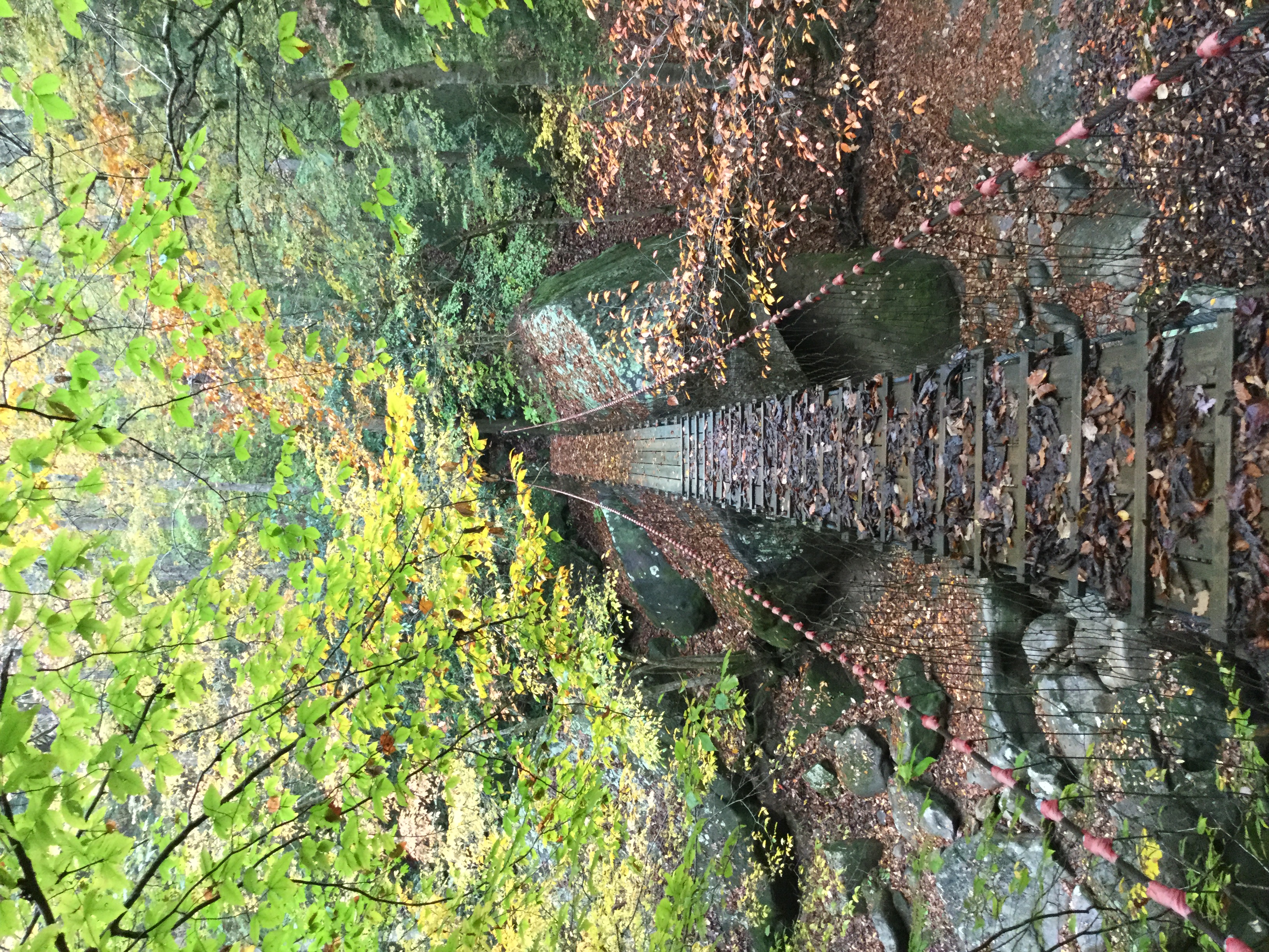 A lovely foot bridge in the woods.